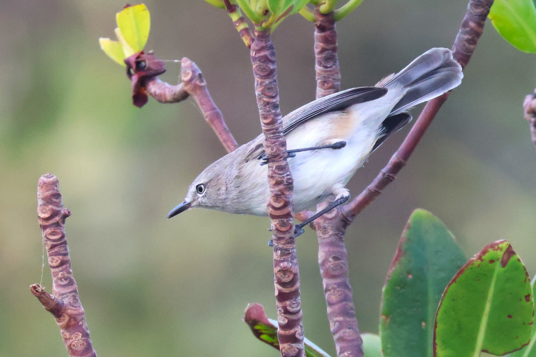 Dusky Gerygone (Gerygone tenebrosa), photo 2