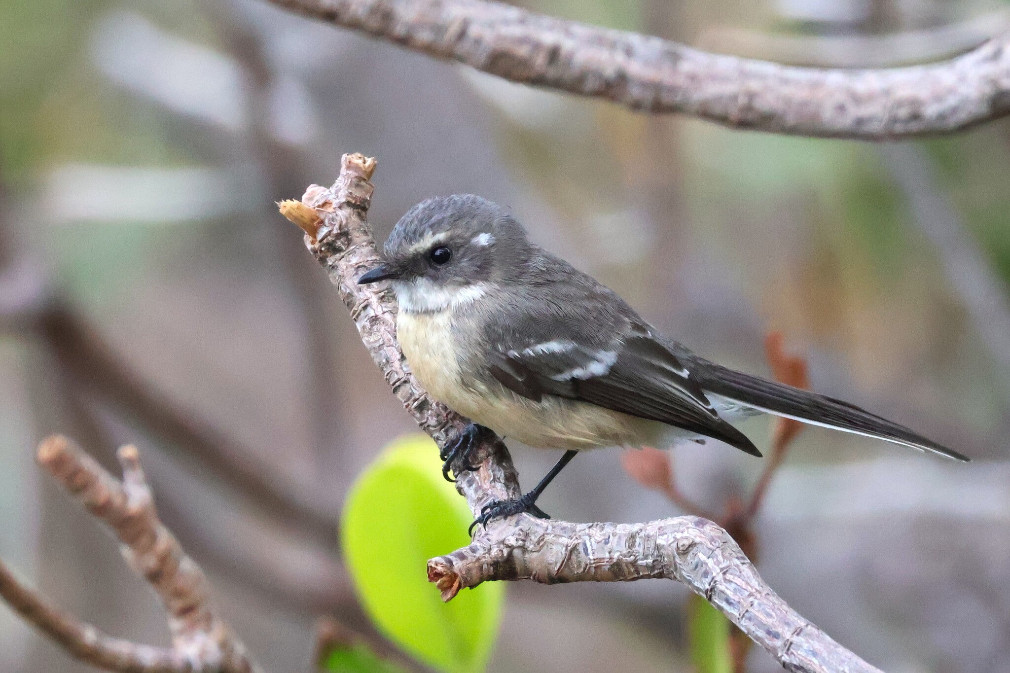 Mangrove Fantail (Rhipidura phasiana), photo 1