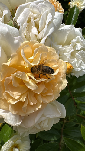 Western Honey Bee