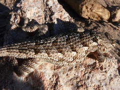 Sceloporus clarkii clarkii
