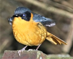 Cossypha dichroa dichroa