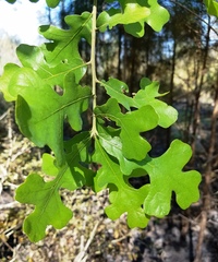 Quercus similis