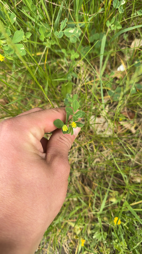 Black Medick