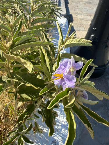 silverleaf nightshade