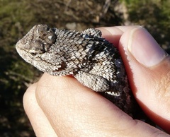 Sceloporus clarkii clarkii