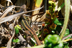 Liolaemus cyanogaster