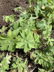 Geranium macrorrhizum