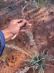 author not stated, no rights reserved Pogonarthria squarrosa, photograph author not stated, no rights reserved