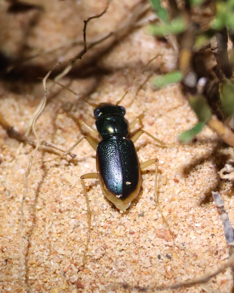 Australicapitona hopei