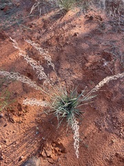 Pogonarthria squarrosa, photograph author not stated, no rights reserved