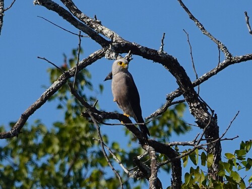 iNaturalist image