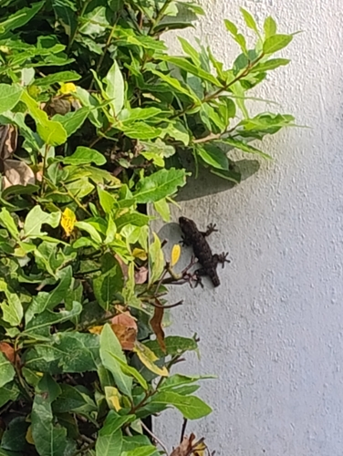 Moorish Gecko