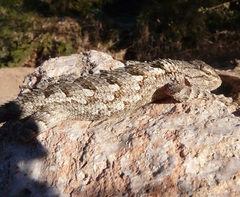 Sceloporus clarkii clarkii