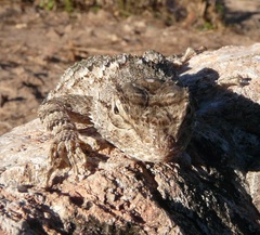 Sceloporus clarkii clarkii