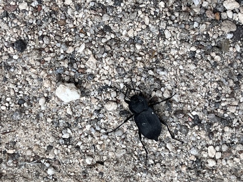 Embaphion contusum