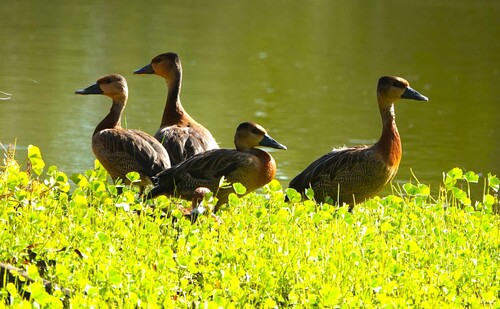 iNaturalist image