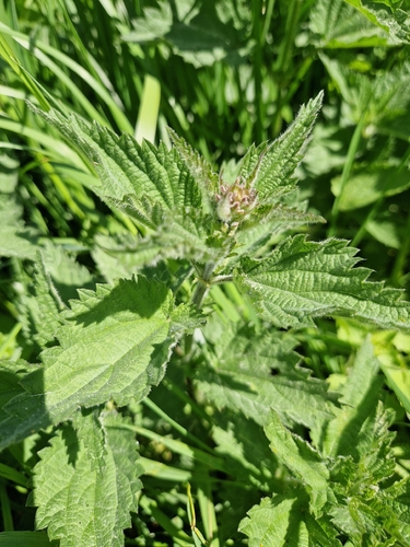 great stinging nettle