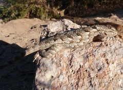 Sceloporus clarkii clarkii