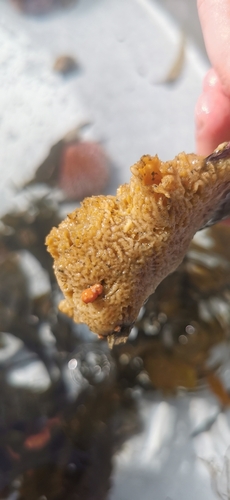 Breadcrumb Sponge