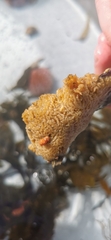 Breadcrumb Sponge