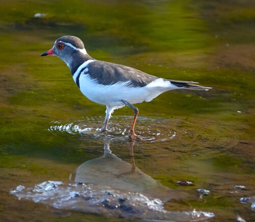 iNaturalist image