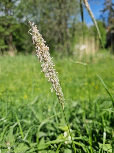 Meadow Foxtail