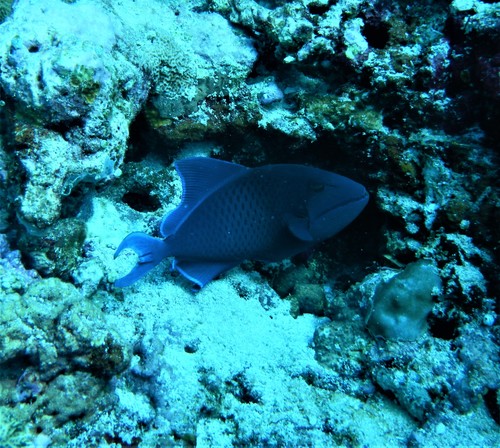 Redtooth Triggerfish — seen at this dive site