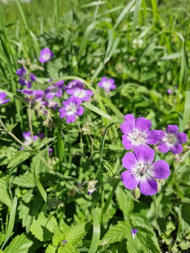 wood crane's-bill