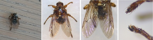 New Forest fly