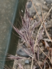 Bromus madritensis, photograph (c) fmunoz, some rights reserved (CC BY)