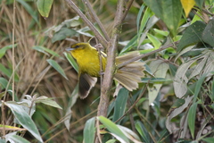 Parodi's Hemispingus photo 1