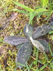 Hieracium lepidulum