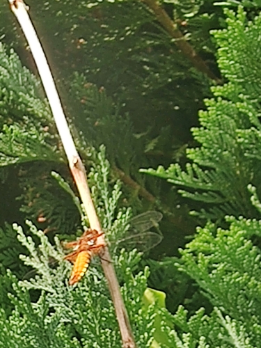 Broad-bodied Chaser