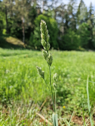 orchard grass