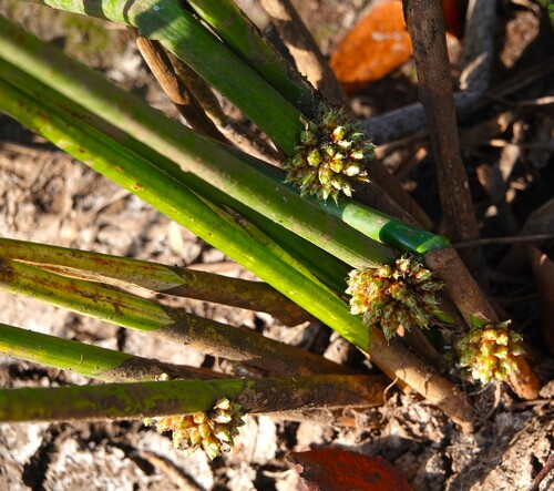 Schoenoplectiella articulata, 2026-05-30
