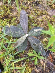 Hieracium lepidulum
