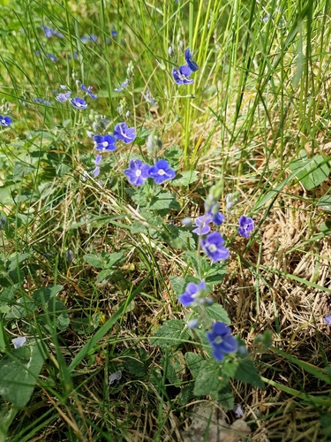 Germander Speedwell