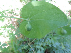 Aristolochia rotunda rotunda