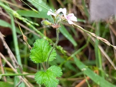 Pelargonium australe, photograph (c) grampianshiker, some rights reserved (CC BY)