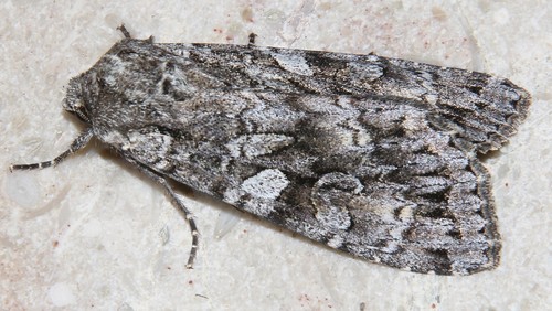 Didysis dirvinukas nuotrauka