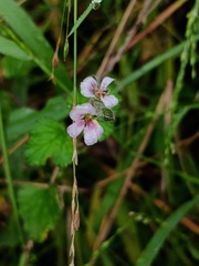 Pelargonium australe, photograph (c) grampianshiker, some rights reserved (CC BY)