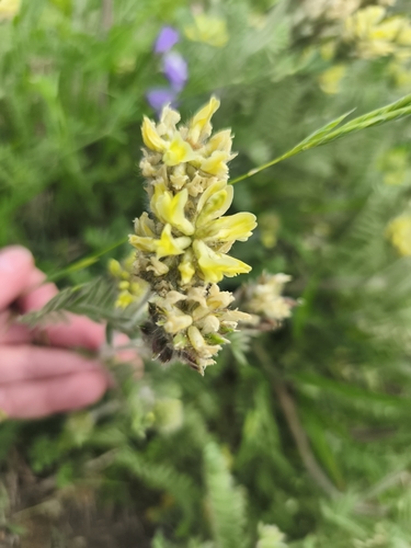 Chickpea Milkvetch