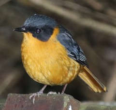 Cossypha dichroa dichroa