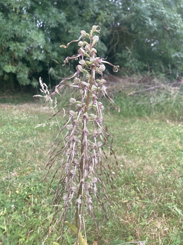 Lizard Orchid
