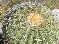 Ferocactus alamosanus