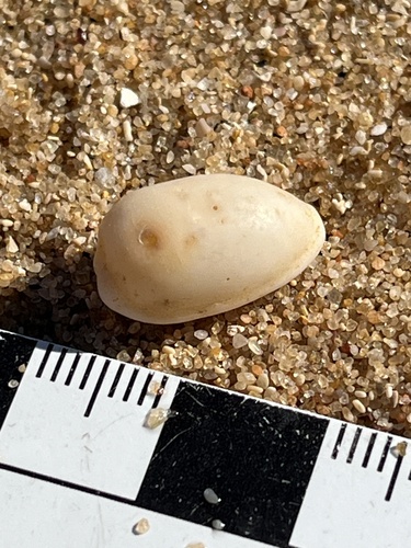 Notocypraea pulicaria observed 2026-05-30