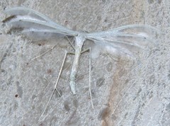 Pterophorus pentadactyla
