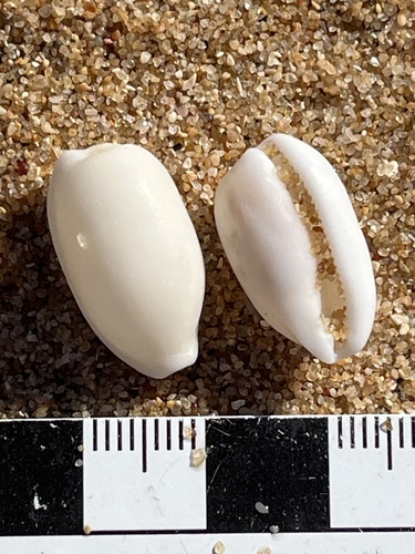 Notocypraea pulicaria observed 2026-05-30