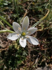 Ornithogalum umbellatum