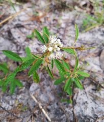Croton argyranthemus